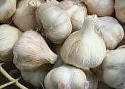 Garlic Supplements Benefits