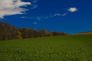 Alfalfa benefits