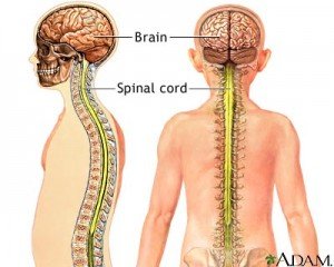 lecithin brain and nerves