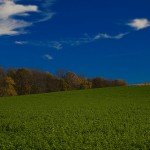 nutrient rich alfalfa 